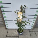 Magnólia vždyzelená (Magnolia laevifolia) ‘VANILLA PEARLS’® – výška 70–90 cm, kont. C3L